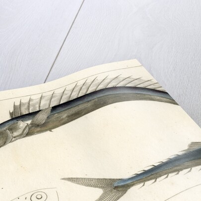 Snake mackerel by François