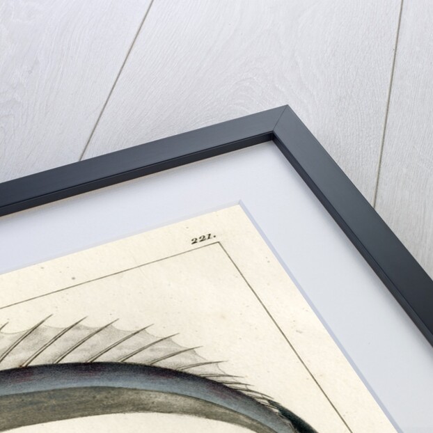 Snake mackerel by François