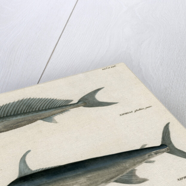 Swordfish by François Jacques Dequevauviller