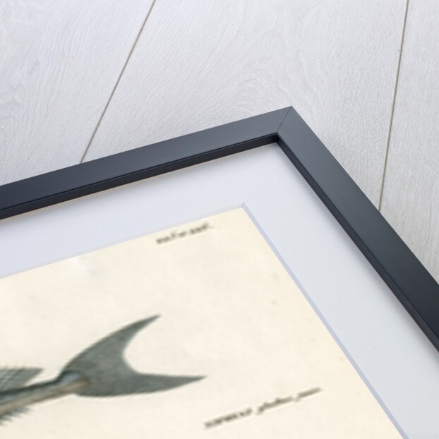 Swordfish by François Jacques Dequevauviller