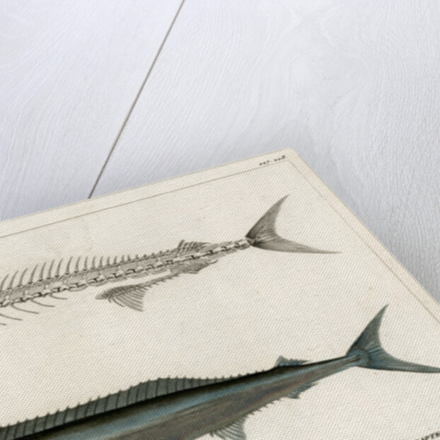 Mediterranean spearfish by François