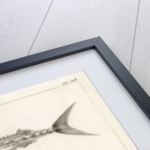 Mediterranean spearfish by François