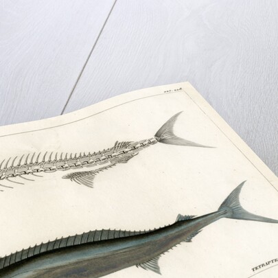 Mediterranean spearfish by François