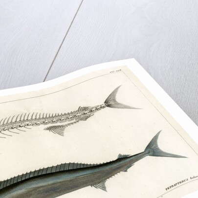 Mediterranean spearfish by François