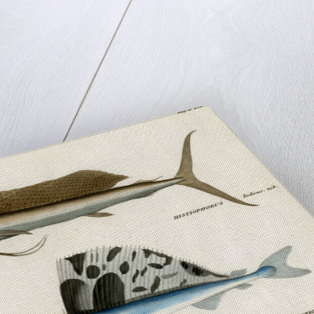 Sailfishes by François