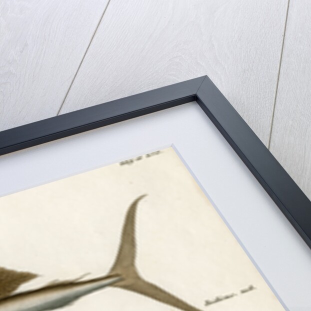 Sailfishes by François