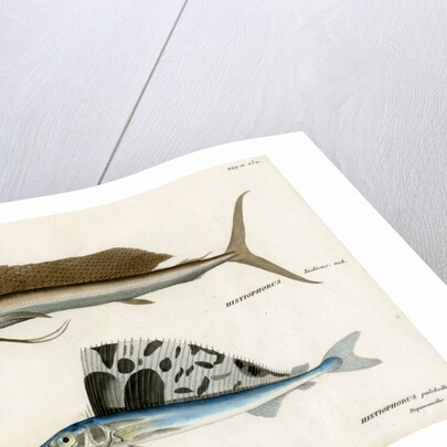 Sailfishes by François