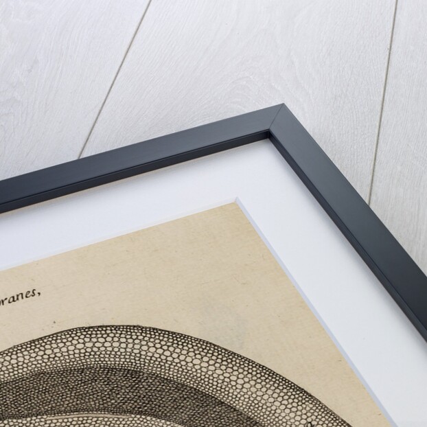 Apricot by After Nehemiah Grew