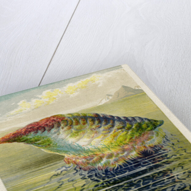 ‘The Portuguese Man of War’ by Unknown