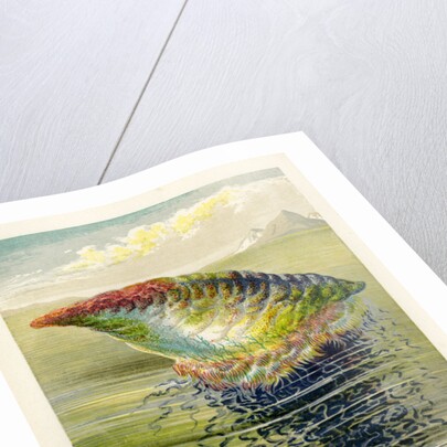 ‘The Portuguese Man of War’ by Unknown