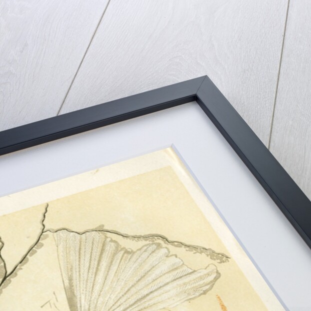 'Archaeopteryx' by unknown