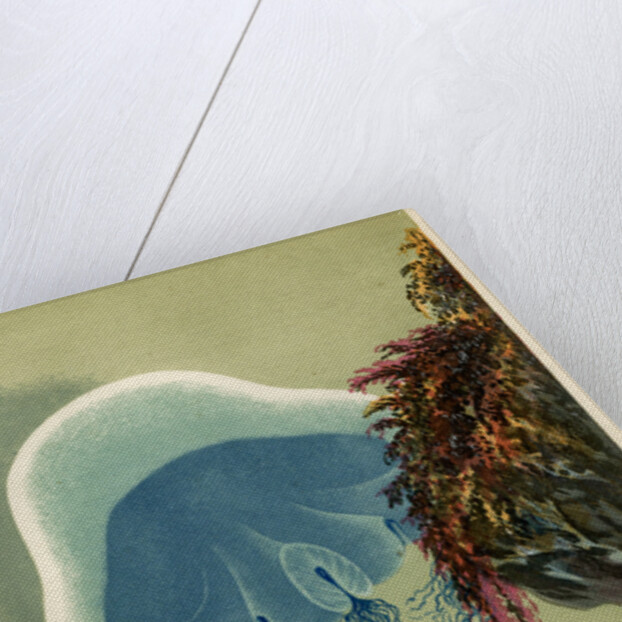 ‘The Blue Cyanaea’ by Unknown