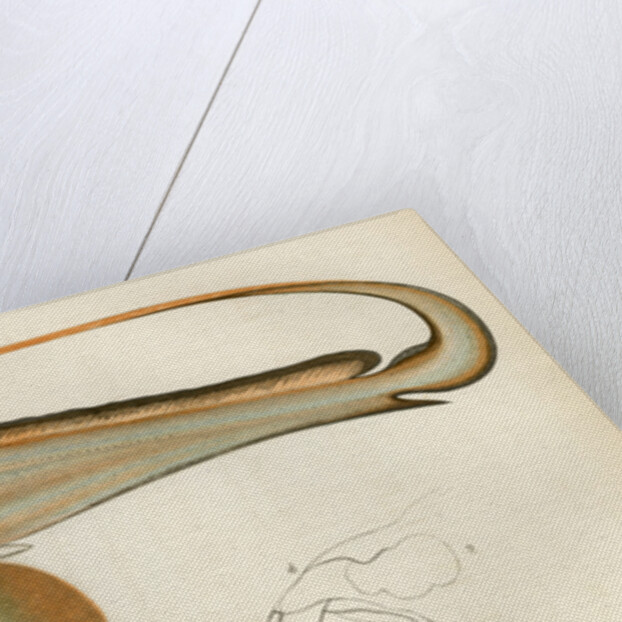 ‘Chimaera’ by Unknown