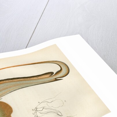 ‘Chimaera’ by Unknown