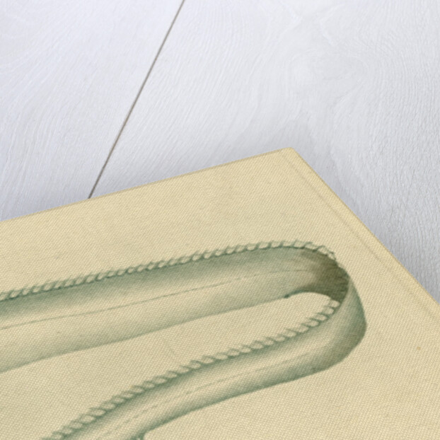 Silver scabbardfish by Edward Mitchell