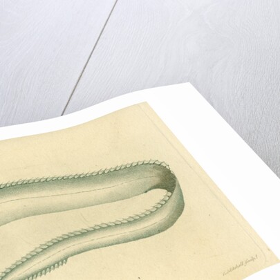 Silver scabbardfish by Edward Mitchell