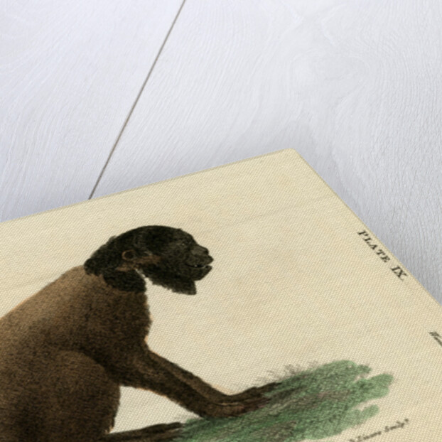 Black bearded saki by W & D Lizars