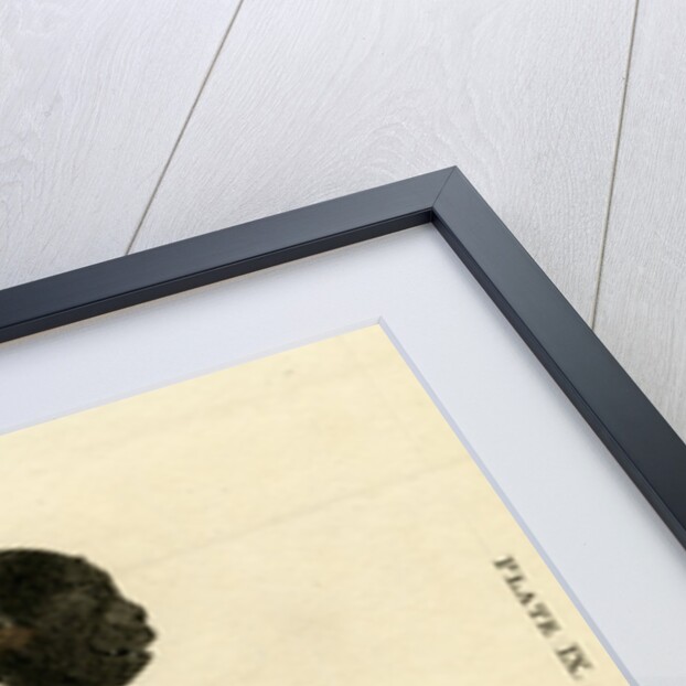 Black bearded saki by W & D Lizars