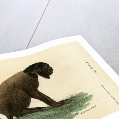 Black bearded saki by W & D Lizars