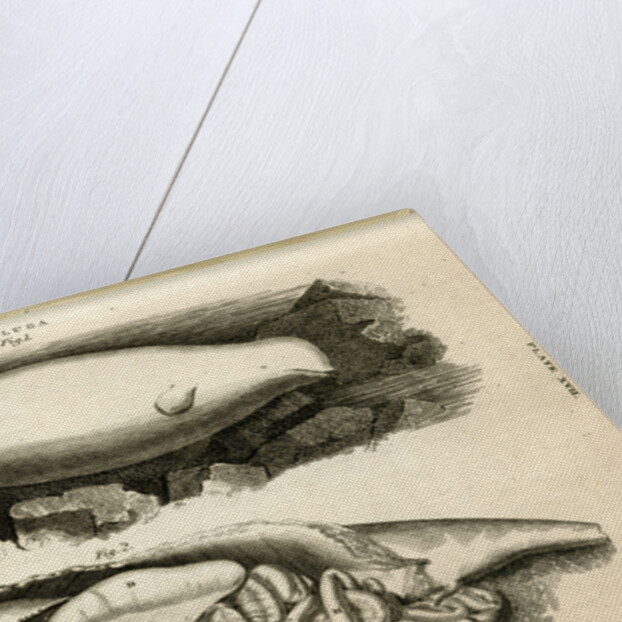 Beluga whale by William Home Lizars