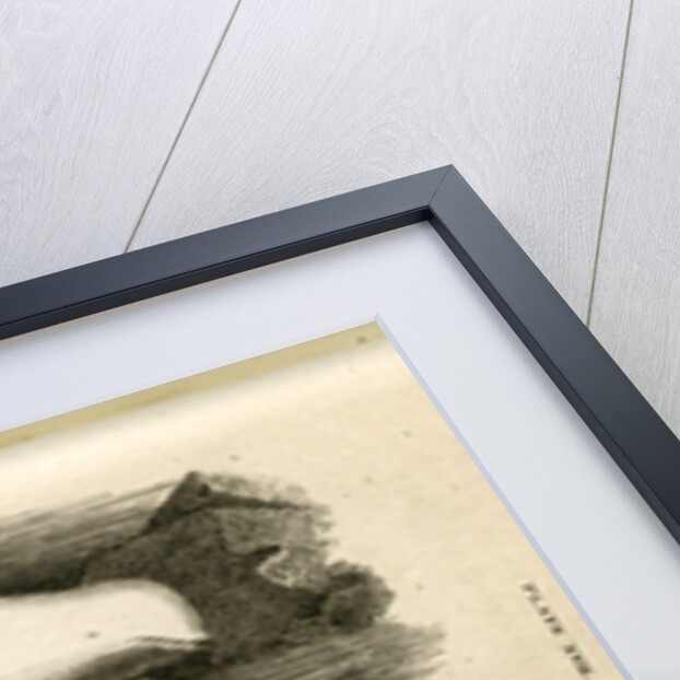 Beluga whale by William Home Lizars