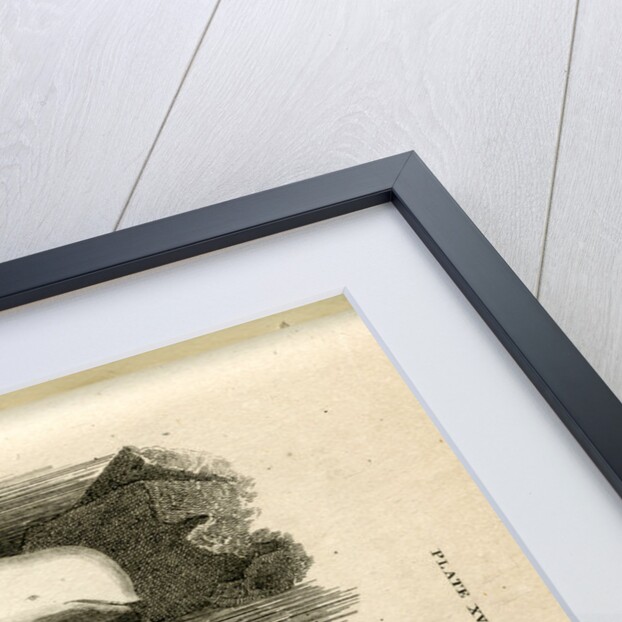 Beluga whale by William Home Lizars