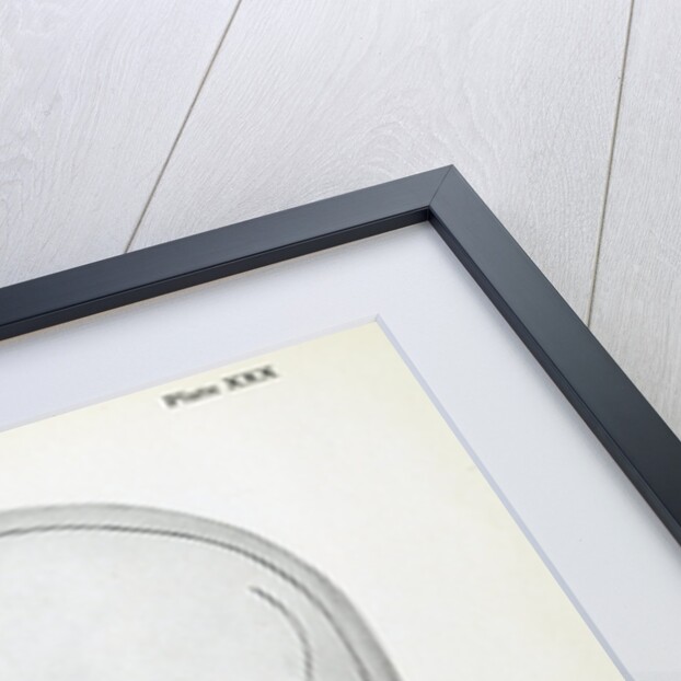 Portrait of George Buchanan with superimposed skull by Unknown