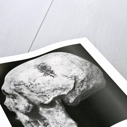 Robert the Bruce’s skull by Unknown