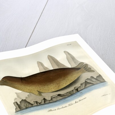 Bearded seal by Johann Friedrich Schröter