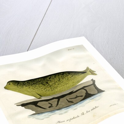Harbour seal by Johann Friedrich Schröter