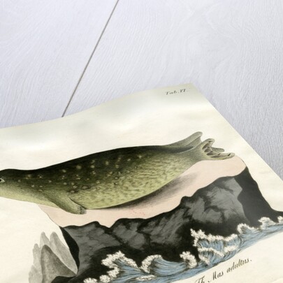 Eastern Atlantic Harbour seal by Johann Friedrich Schröter