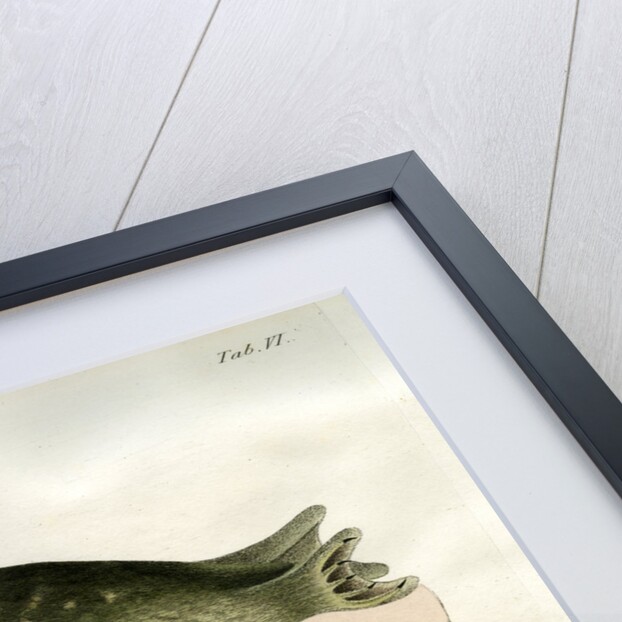 Eastern Atlantic Harbour seal by Johann Friedrich Schröter