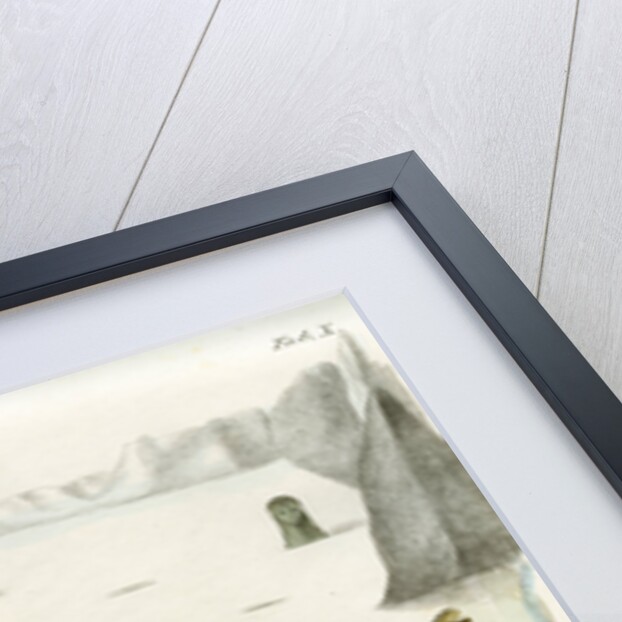 Ringed seal by Johann Friedrich Schröter