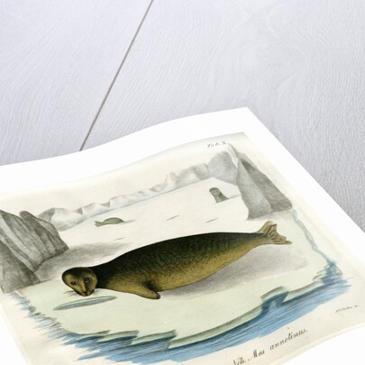Ringed seal by Johann Friedrich Schröter