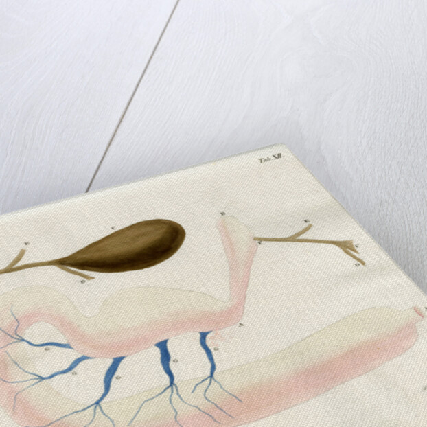 Ringed seal stomach by Friedrich Eduard Müller