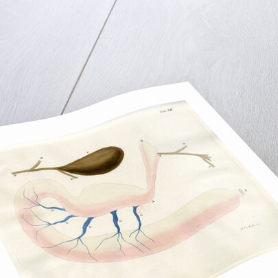 Ringed seal stomach by Friedrich Eduard Müller