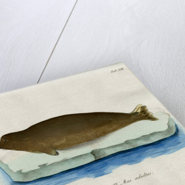 Harp seal by Johann Friedrich Schröter