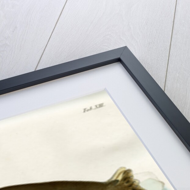 Harp seal by Johann Friedrich Schröter