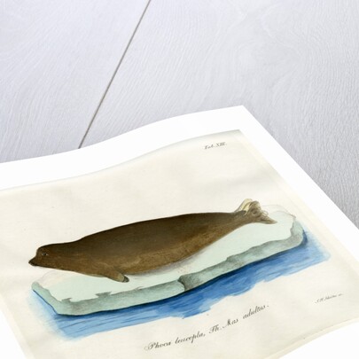 Harp seal by Johann Friedrich Schröter