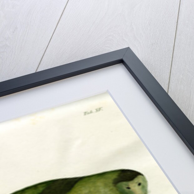 Harp seal by Friedrich Eduard Müller