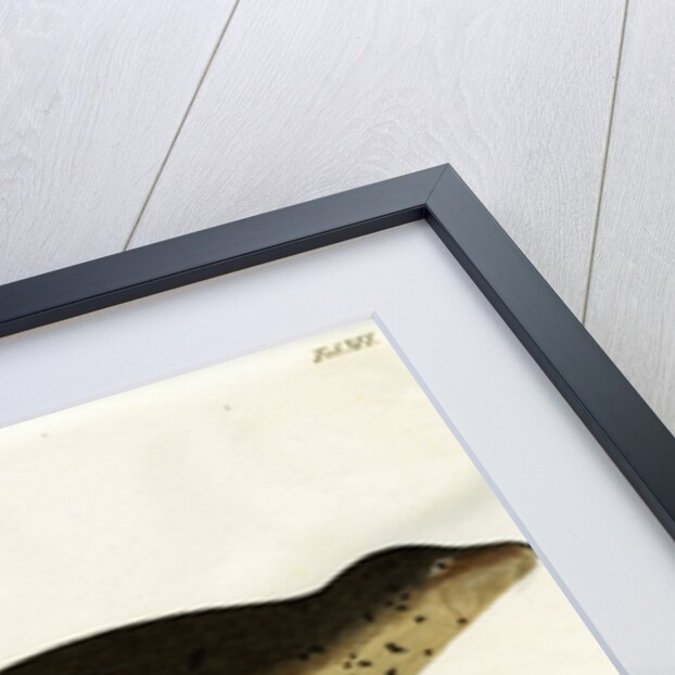 Harp seal by Friedrich Eduard Müller