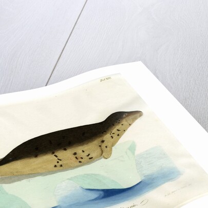 Harp seal by Friedrich Eduard Müller