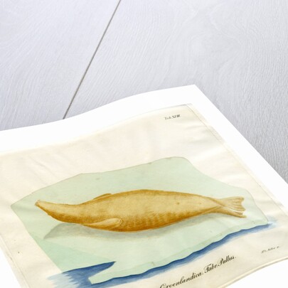 Harp seal by Friedrich Eduard Müller