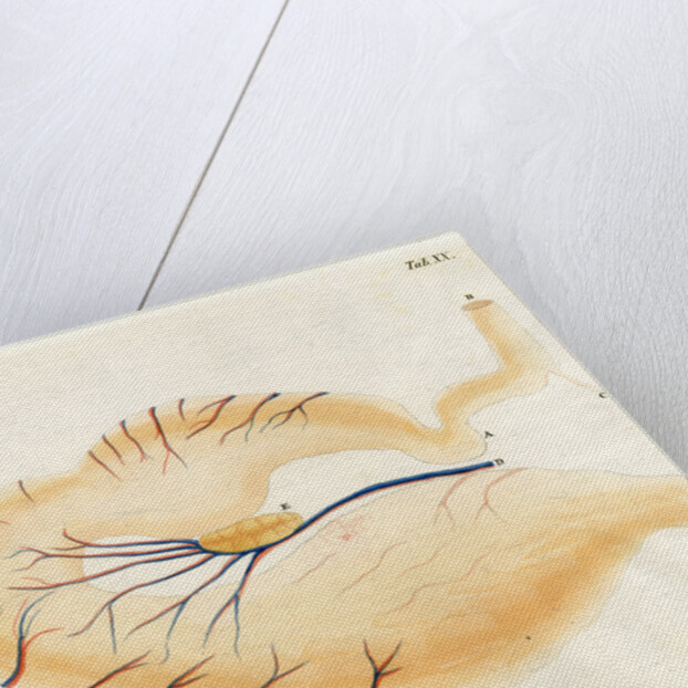 Harp seal stomach by Friedrich Eduard Müller