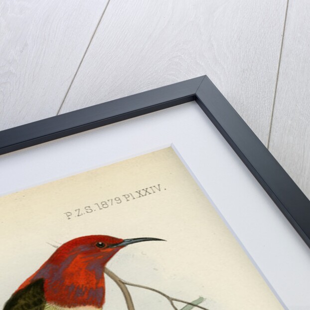 Honeyeaters by Joseph Smit