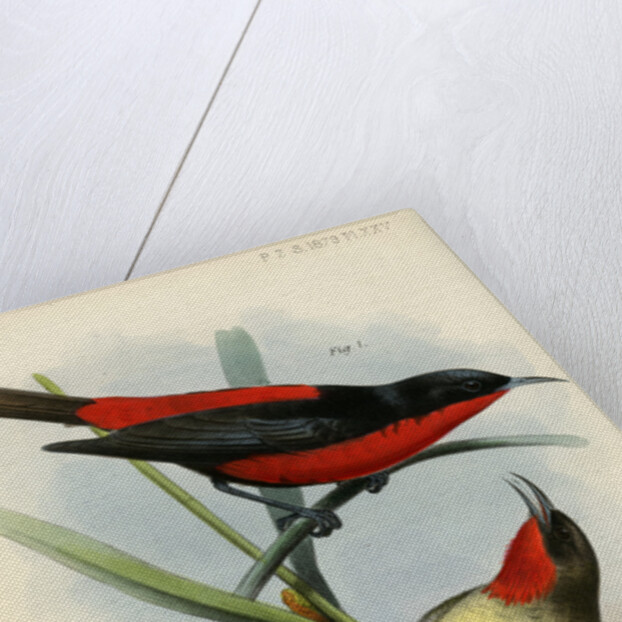 Honeyeaters by Joseph Smit