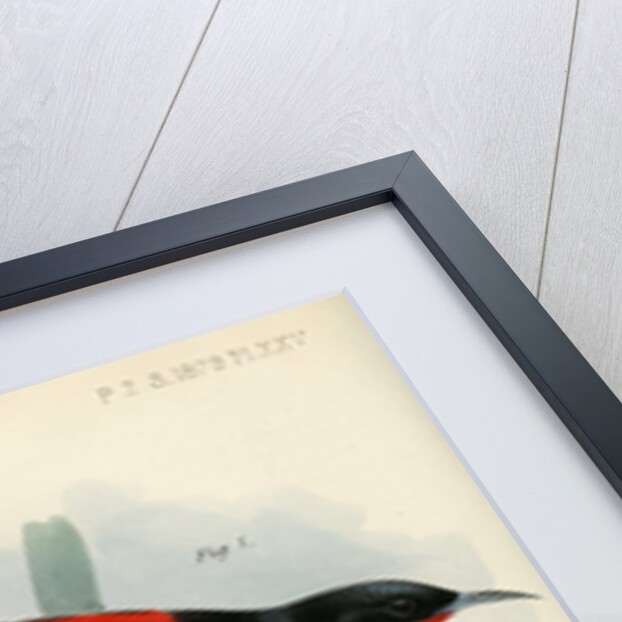 Honeyeaters by Joseph Smit