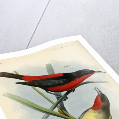 Honeyeaters by Joseph Smit