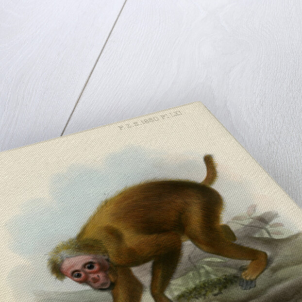 Bald uakari by Joseph Smit