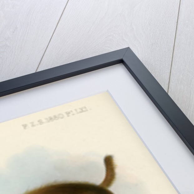 Bald uakari by Joseph Smit